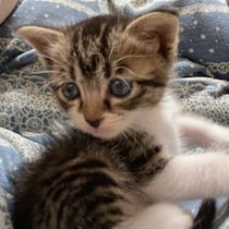 炎天下、駐輪場で弱々しく鳴いていた生後1カ月の子猫を保護→1才の今、筋肉質でツンデレなコに成長