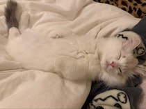 腕まくらで眠っていたあどけないサイベリアンの子猫→生後6カ月の今、体も甘えん坊ぶりもすくすく成長中！