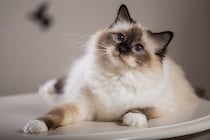 「猫30才時代」も夢じゃない！？ 腎臓病の新薬「AIM猫薬」開発者・宮﨑徹先生にインタビュー