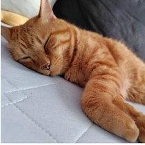 夏場は知らず知らずのうちに進行することも 猫の“隠れ脱水”に気を付けて！