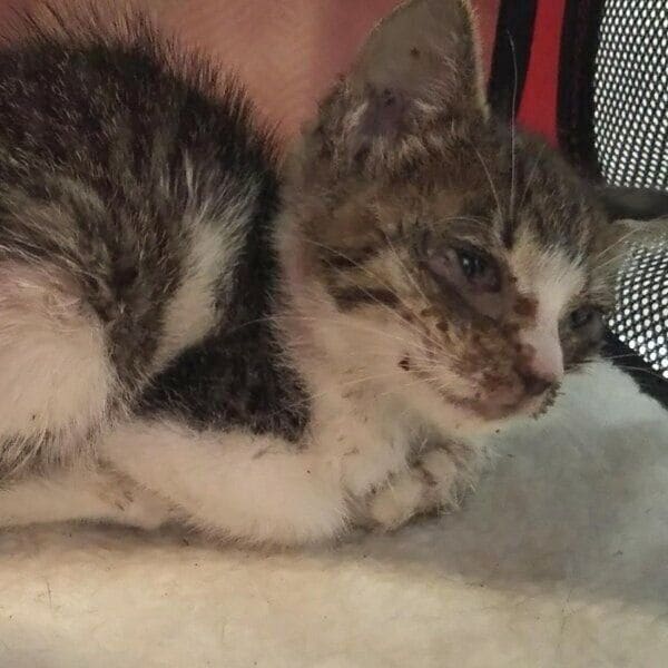 保護当時のティダちゃん
