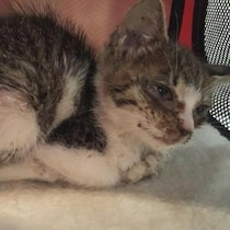 大雨が迫る夕方、公園の花壇でうずくまっていた子猫を保護→6年後、先住猫と“姉妹”のような関係に