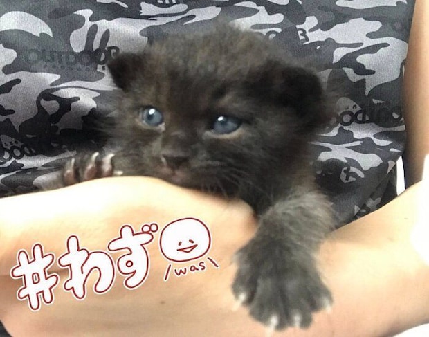 ミニモグラのようなドンちゃん
