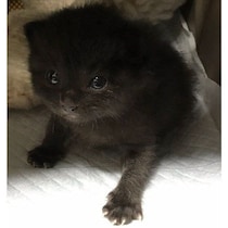 ゴミ袋に入れられていた生後2〜3週齢の保護子猫→6才の今は「大黒柱」に！　美しい黒猫に成長した姿にグッとくる
