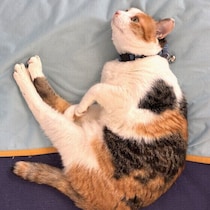 夏に大切なのは愛猫の“冷えすぎ”対策⁉ 暑さ対策と並行して取り入れたい4つの工夫