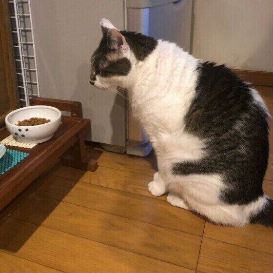 フードを見つめるラブくん