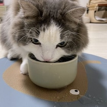 猫に充分な水分を摂らせるには？ 給水方法の見直しやウエットフードの取り入れ方を解説