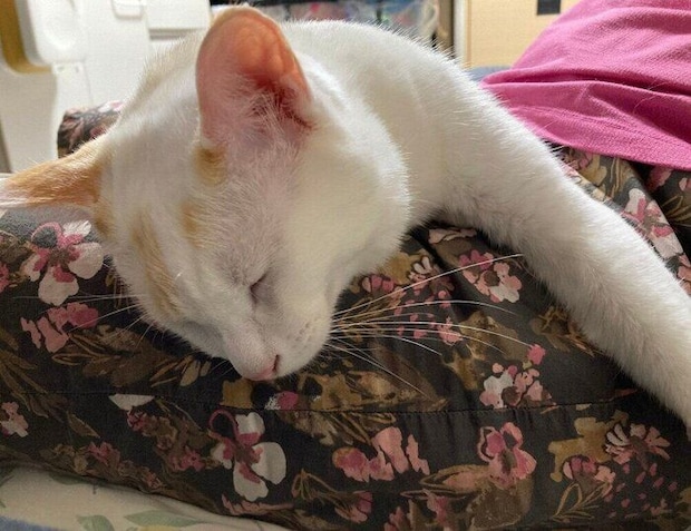 膝の上で寝るトラオくん