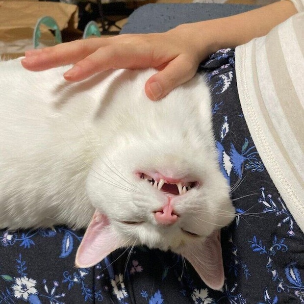 膝の上で甘えるトラオくん