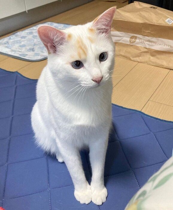 見つめるトラオくん