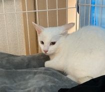 トライアル初日、「人間を信用してない目」とイカ耳を見せていた保護子猫→今では「とんでもない甘えん坊」に！