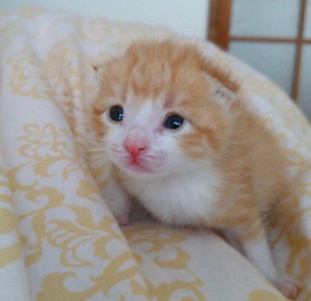 家に来たばかりのころの琥吉くん