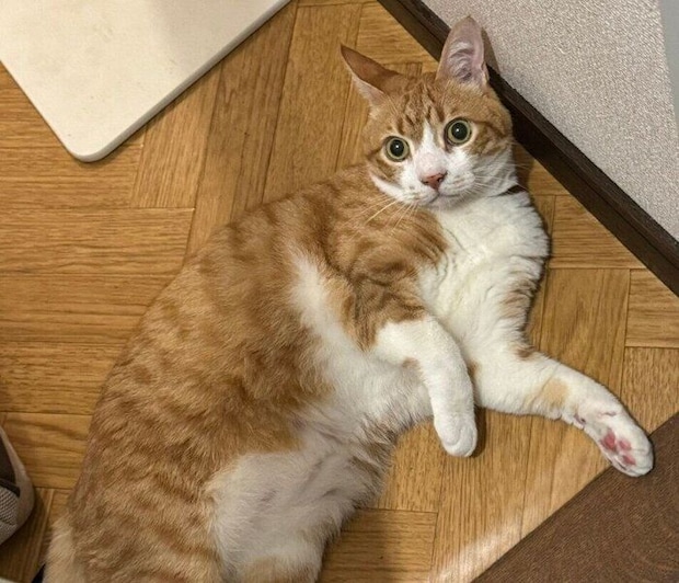 飼い主さんが出かけるのを阻止する琥吉くん
