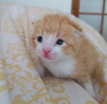 生後1週齢で迎えた小さな子猫→10才の今、メスに間違えられる「童顔＆甘えん坊ぶり」にほっこり！