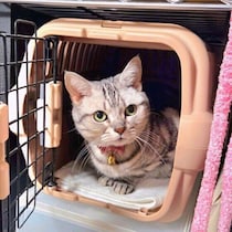 20才代の超ハイシニアを目指す猫へ　若いうちから習慣づけたいお世話を紹介