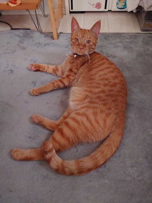 くつろいでいる猫