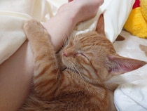 可愛い寝顔が“天使”のようだった保護子猫→もうすぐ1才になる現在は「誰にでも甘えて癒しを与えてくれる存在」に！