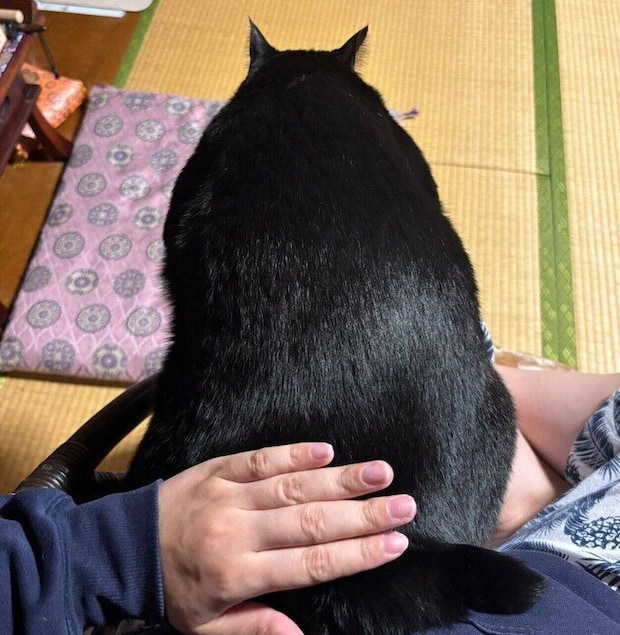 おしりトントン中のあさりちゃん