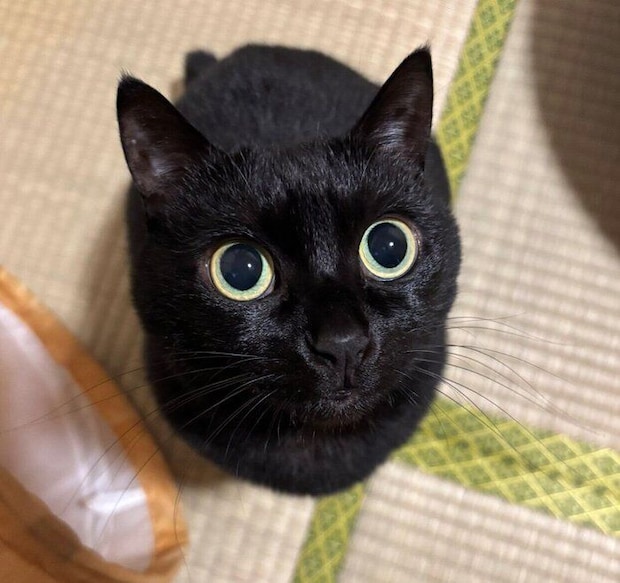 見つめるあさりちゃん