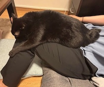 普段はあまり甘えてこない黒猫→甘えたい気分になると膝の上で“べったり”に！　ツンデレな姿が愛おしい