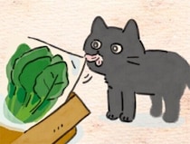 なぜ舐めるのか誰にもわからない、猫の謎すぎるクセ“しゃわしゃわ”【連載】ねこ連れ草 361話め