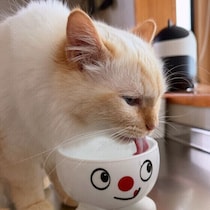 改めて知っておきたい“水分”の大切さ 愛猫の飲水量の確認方法もご紹介