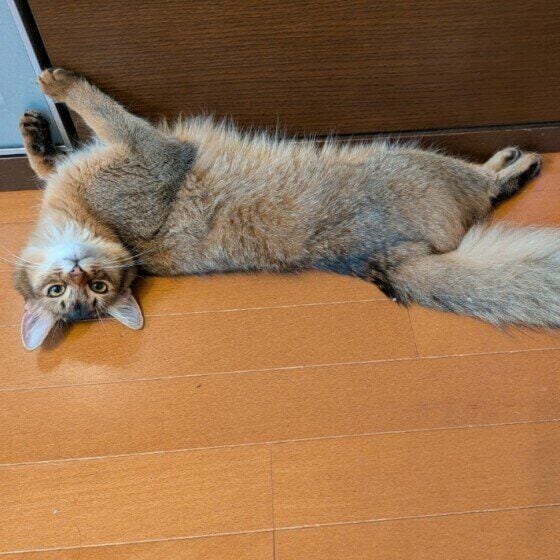 ライラ ソマリ ひんやり冷たい床