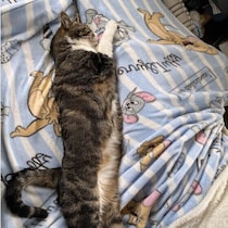 猫が体を伸ばして寝るのはリラックスしているから？暑さでバテているときとの見分け方も解説