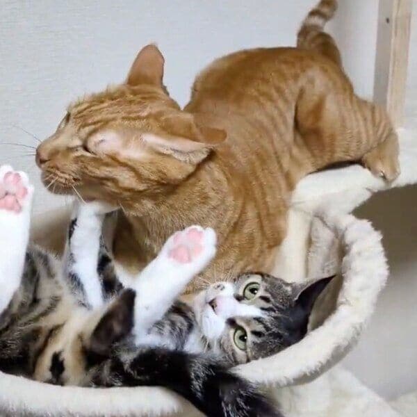 一緒のキャットタワーに入ろうとするラムくん