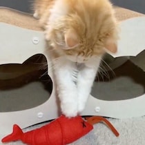 ザリガニのおもちゃを器用に“釣り上げる”生後4カ月の子猫　まさかの遊び方に飼い主も驚き！