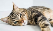 腎臓病の猫の健康寿命を延ばす「AIM猫薬」が実用化間近に！ 気になる疑問を開発者に聞いた
