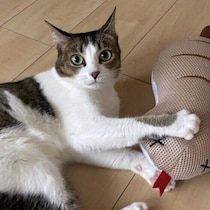 暑い日に猫の鳴き方が変わったとき、あわせて見たい体調の変化を解説
