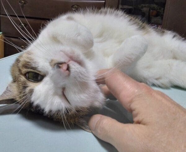 飼い主さんに甘えるすてらちゃん