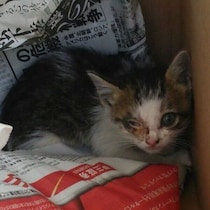 排水枡から助け出された生後1カ月の“ボロボロ”の子猫→11年後、小さな体で堂々と振る舞うコに成長