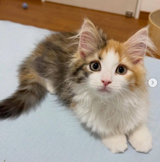 お迎え翌日のむうちゃん