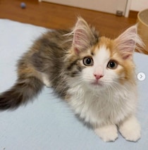 お迎え初日、家に着くなり走り回った生後3カ月の子猫　すぐに家族のそばで落ち着く姿に「迎えてよかった」
