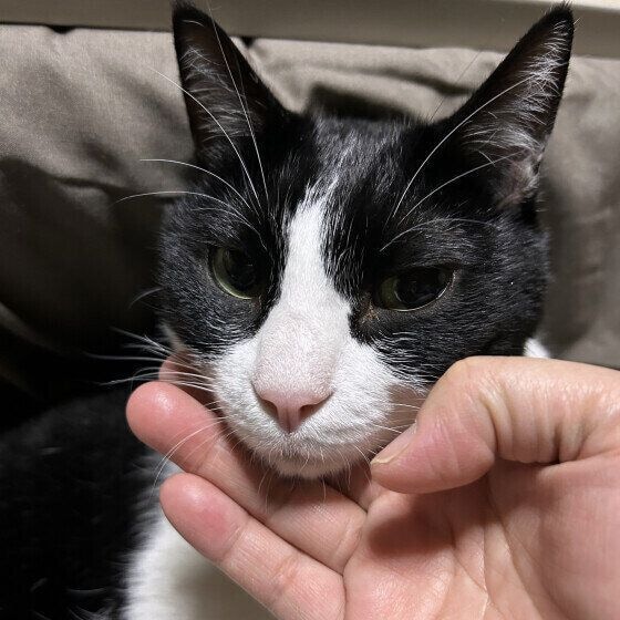 のどを鳴らす猫