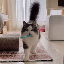 成猫になっても甘えたい！猫が子猫気分になっているときに見せる行動4つ