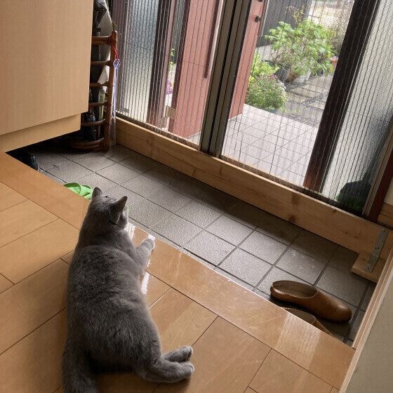 うに ブリティッシュショートヘア お留守
