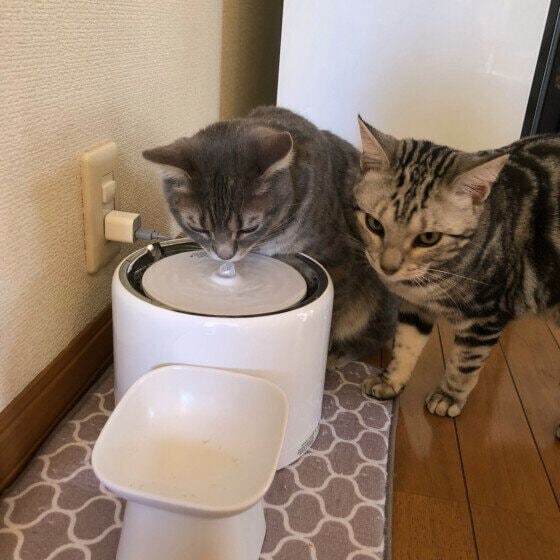 パンチョ アメリカンショートヘア 水もいいけど