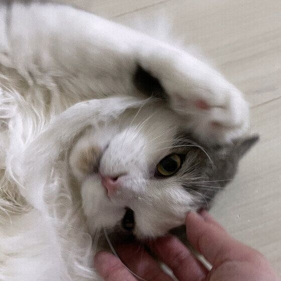 ラフ お留守番頑張って、お出迎えのクネクネ。