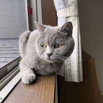 夏の猫の留守番、出かける前に見直したい安全対策