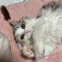全身がクッションに収まるほど小さかった生後3～4カ月の子猫→約3年半後、毛並みが立派な「美しいもふもふ姫」に成長！