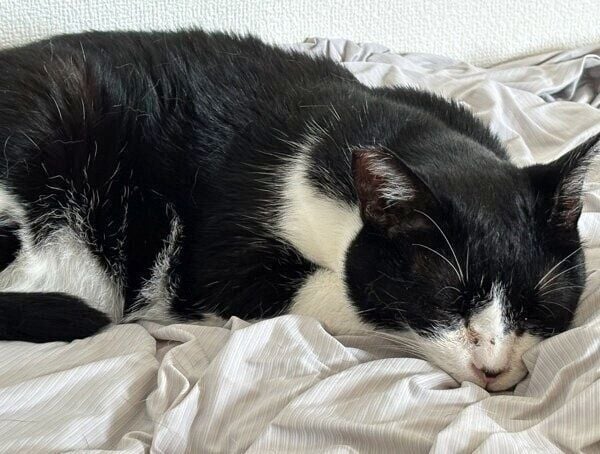 眠るハッチちゃん