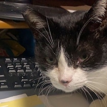 「冬を越せないかも」と保護した推定8才の野良猫→約5年後、腕の中で眠る甘えん坊に