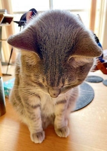 頭を突き出して「なでて」とアピールする猫の心理とは？　獣医師が解説
