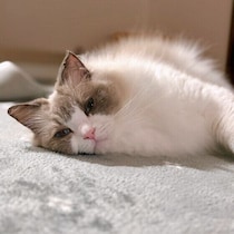 猫が何もないところを見つめるのはなぜ？ 猫の気になる表情のワケを専門家が解説！