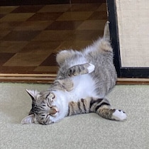 夏、猫に好まれる場所はどこ？　猫が季節で寝場所を変える理由と最適な寝床のつくり方
