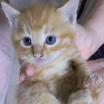 会社の駐車場で保護された子猫、「暴君」と呼ばれた時期も→2才の今、家族の“笑いの中心”に！