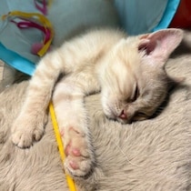 遊びの途中で「電池切れ」した生後3カ月の保護子猫　1年後も変わらない“寝落ち姿”にほっこり